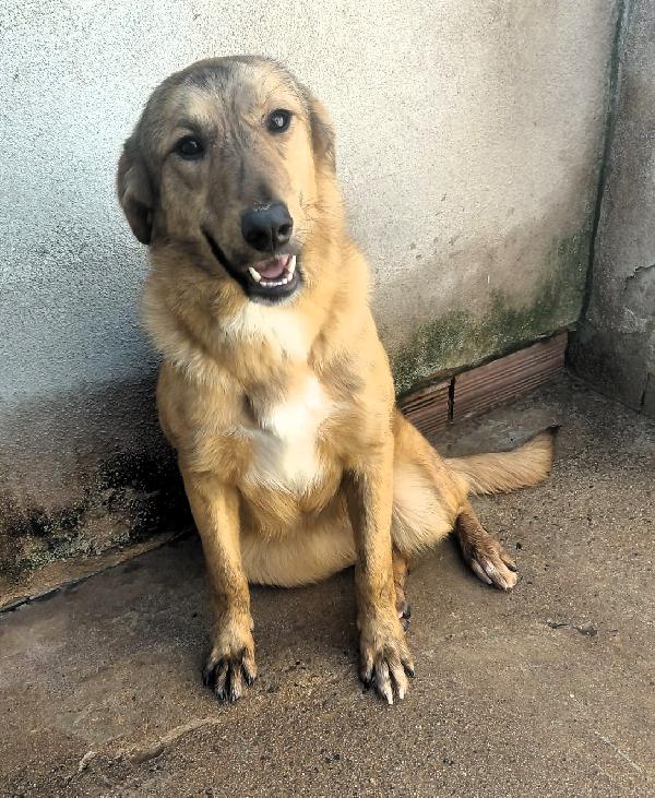 Paprika Dolce Cagnolina